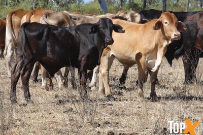 700 BRANGUS/BRAHMAN X STEERS