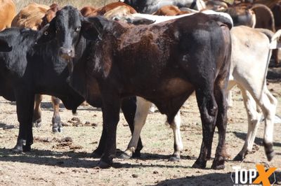 700 BRANGUS/BRAHMAN X STEERS