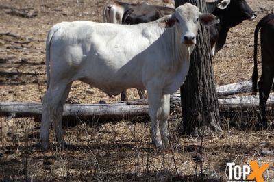 700 BRANGUS/BRAHMAN X STEERS