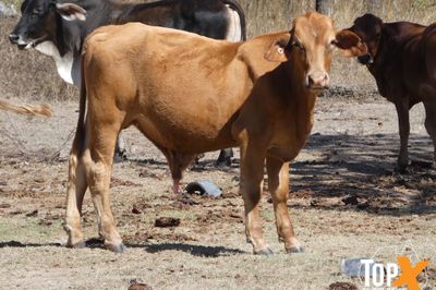 700 BRANGUS/BRAHMAN X STEERS