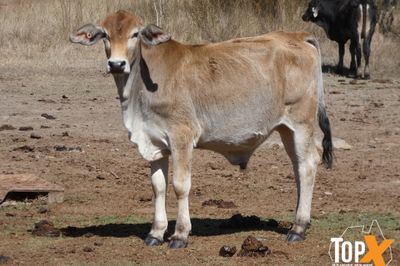 700 BRANGUS/BRAHMAN X STEERS