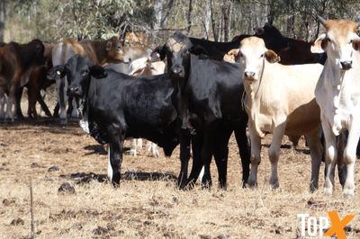 700 BRANGUS/BRAHMAN X STEERS