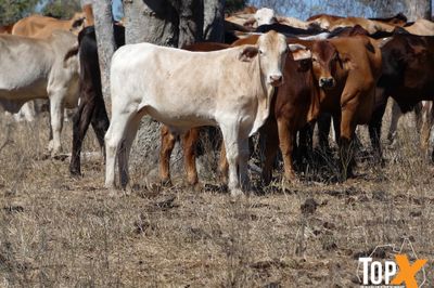 700 BRANGUS/BRAHMAN X STEERS