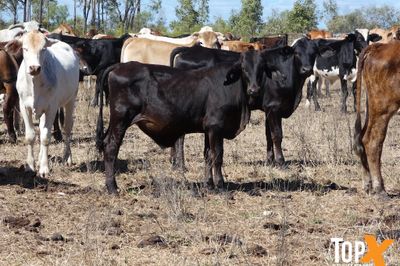 700 BRANGUS/BRAHMAN X STEERS