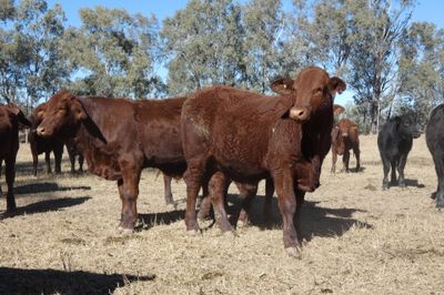 330 Santa / Angus X Weaned Steers & Heifers