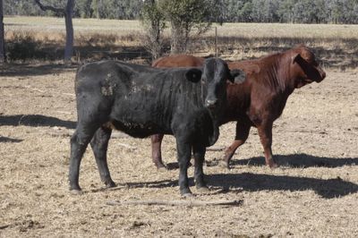 330 Santa / Angus X Weaned Steers & Heifers