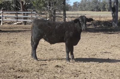 330 Santa / Angus X Weaned Steers & Heifers