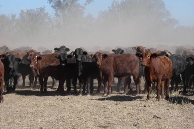 330 Santa / Angus X Weaned Steers & Heifers