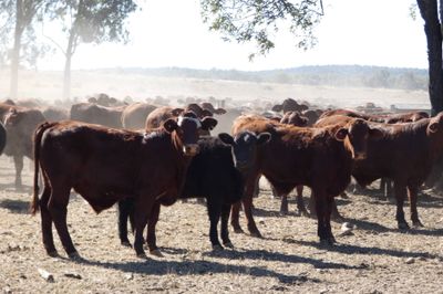 330 Santa / Angus X Weaned Steers & Heifers