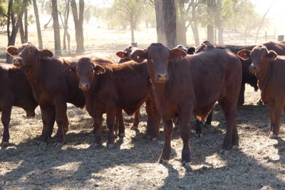 330 Santa / Angus X Weaned Steers & Heifers