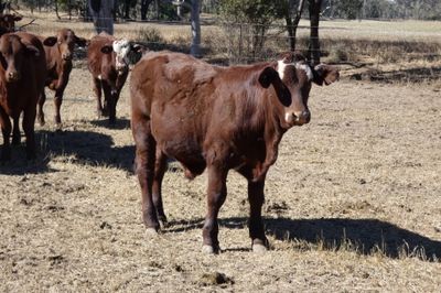 330 Santa / Angus X Weaned Steers & Heifers
