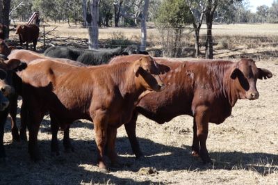 330 Santa / Angus X Weaned Steers & Heifers