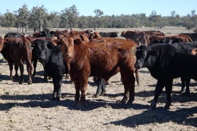 120 Santa / Angus X Weaned Steers & Heifers