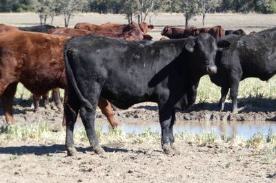 120 Santa / Angus X Weaned Steers & Heifers