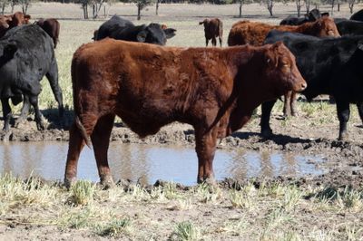 120 Santa / Angus X Weaned Steers & Heifers