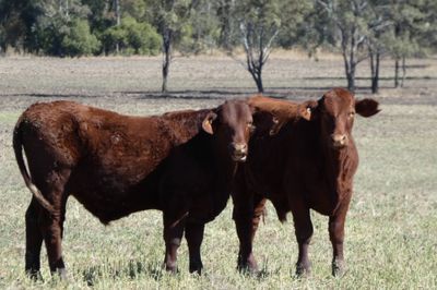 120 Santa / Angus X Weaned Steers & Heifers