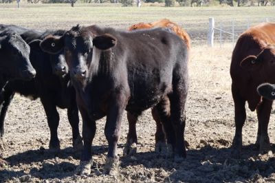 120 Santa / Angus X Weaned Steers & Heifers