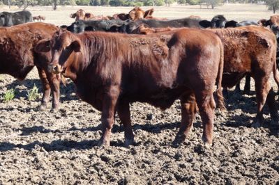 120 Santa / Angus X Weaned Steers & Heifers