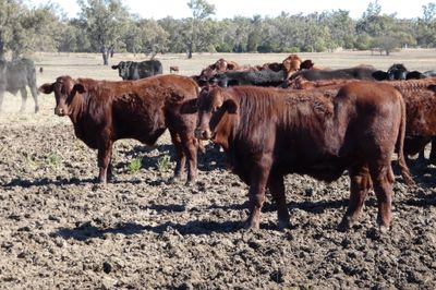 120 Santa / Angus X Weaned Steers & Heifers