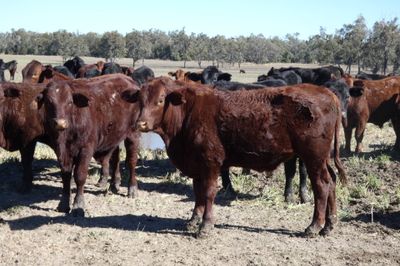 120 Santa / Angus X Weaned Steers & Heifers