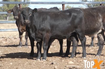 A+ 84 ANGUS X SPAYED HEIFERS