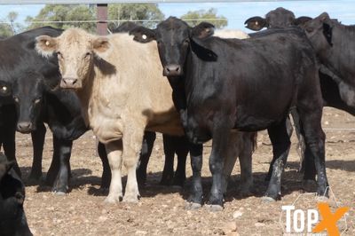 A+ 84 ANGUS X SPAYED HEIFERS