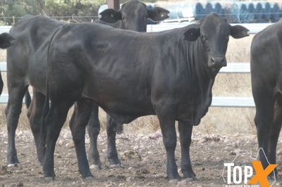 A+ 84 ANGUS X SPAYED HEIFERS