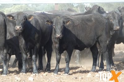 A+ 84 ANGUS X SPAYED HEIFERS