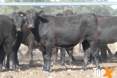 A+ 84 ANGUS X SPAYED HEIFERS