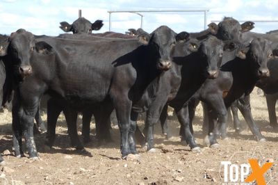 A+ 84 ANGUS X SPAYED HEIFERS