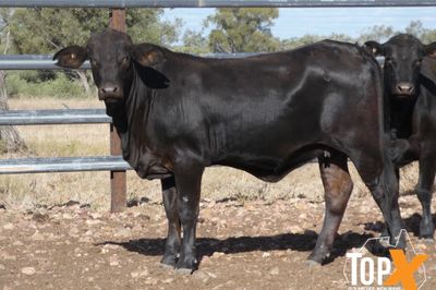A+ 84 ANGUS X SPAYED HEIFERS