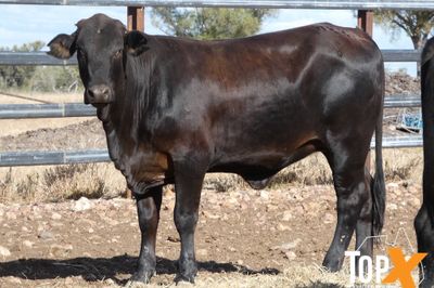 A+ 84 ANGUS X SPAYED HEIFERS