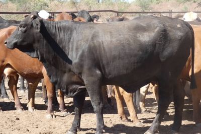 Approx 94 Xbred PTIC Heifers