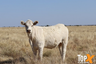 360 Crossbred Backgrounder Heifers