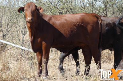 224 Crossbred Backgrounder Heifers