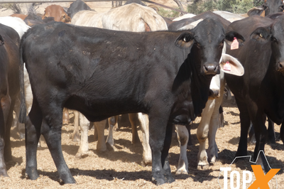 202 PTIC Heifers