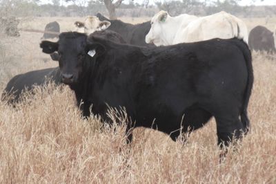App. 600 Flatback & Brahman mixed sex weaners