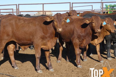 112 Santa X Weaner Steers
