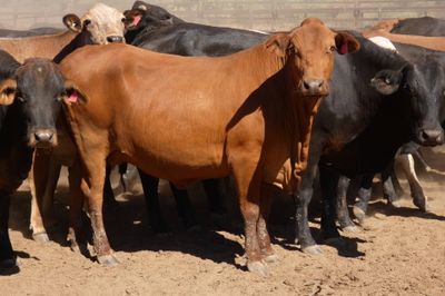 Approx 94 Xbred PTIC Heifers