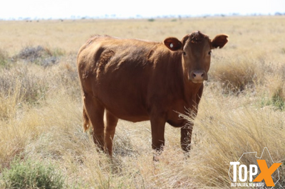 360 Crossbred Backgrounder Heifers