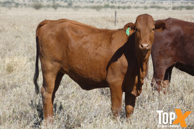 224 Crossbred Backgrounder Heifers