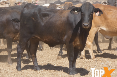 202 PTIC Heifers