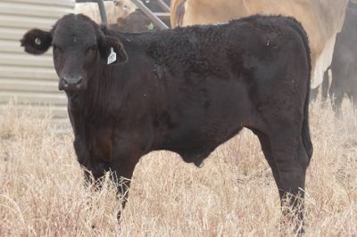 App. 600 Flatback & Brahman mixed sex weaners