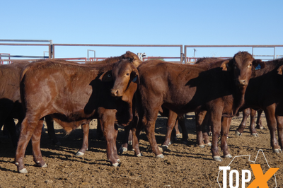 112 Santa X Weaner Steers