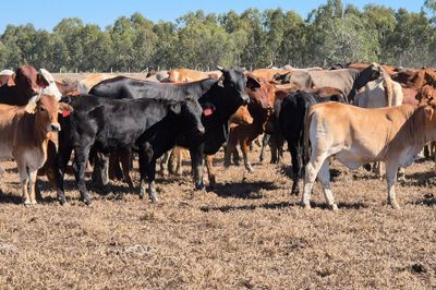 Dispersal of breeder herd-  CQLX 12th Aug Sale