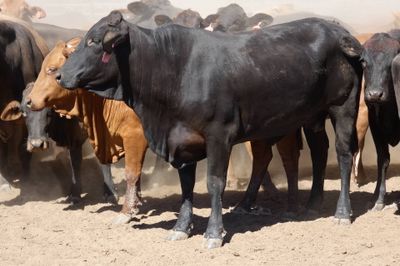 Approx 94 Xbred PTIC Heifers