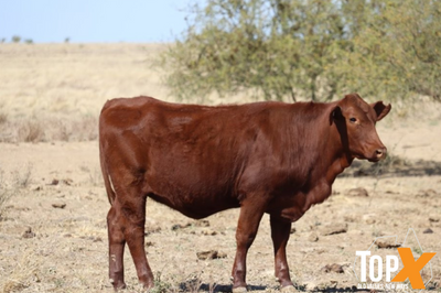 360 Crossbred Backgrounder Heifers