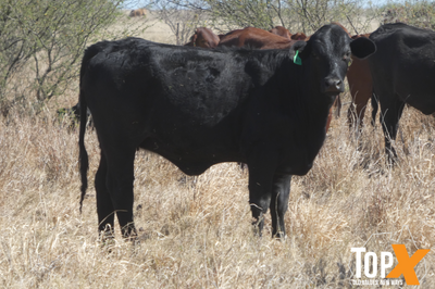 224 Crossbred Backgrounder Heifers