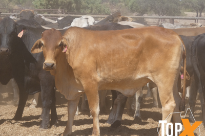 202 PTIC Heifers