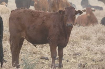 App. 600 Flatback & Brahman mixed sex weaners